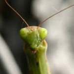 Всяка партия е богомолка