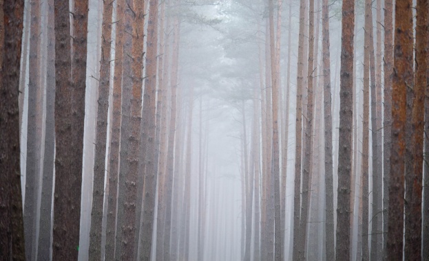 ЕК нареди на България да възстанови държавна помощ по някои сделки за замени на горски имоти (обновена)