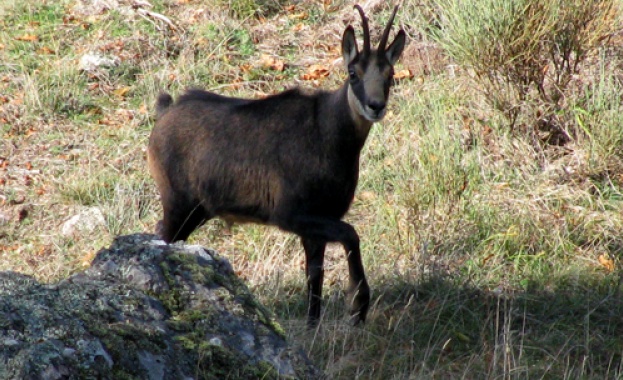 „Син език” плъзна и по дивите животни в Смолянско