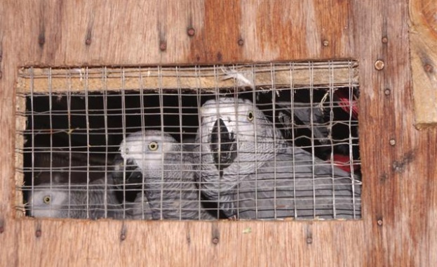 Трафик на 30 папагала жако предотвратиха на Митница Видин