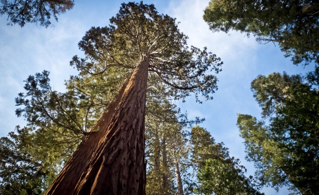 Старите гори изчезват, вече са под 3%