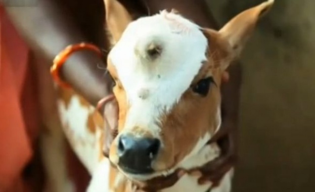 Теле с три очи се роди в Южна Индия /видео/