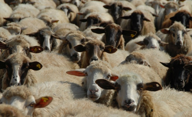 Улесняват изискванията при доказване на изгубените от Син език животни