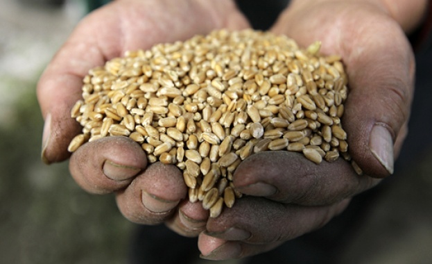 Русия лидира по износ на зърно 