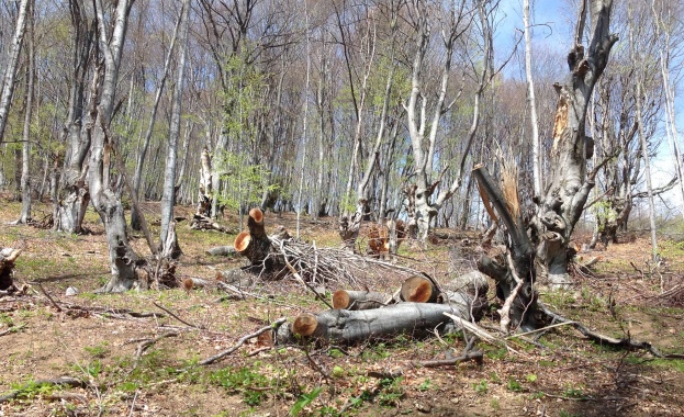 Роми нападнаха горски инспектори в Самоков