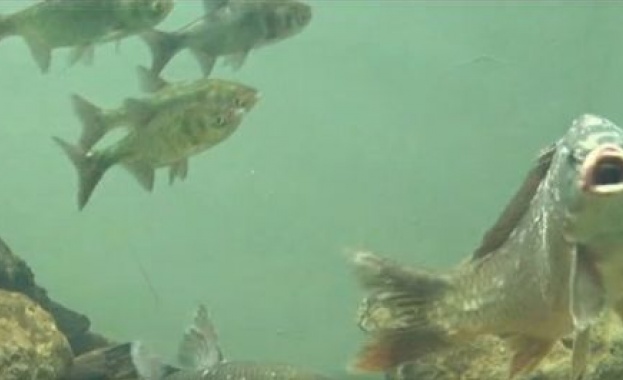 Уникален музей отвори врати в Русе