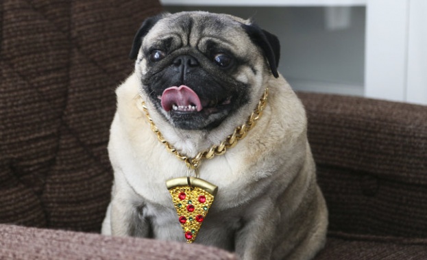 Animal Planet с ново предаване 