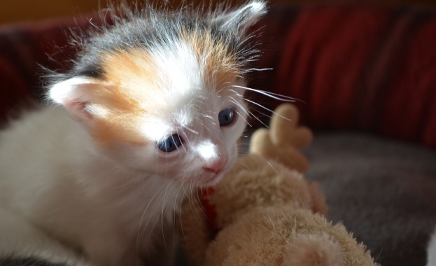 Египетски мау и дългокосмест японски бобтейл за първи път на изложба в България