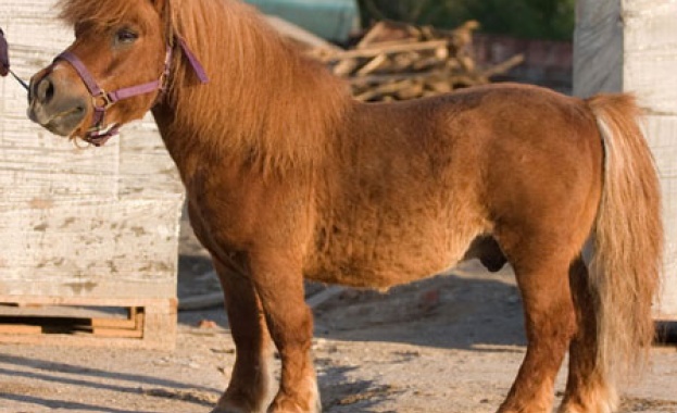 Пони се роди в зоопарка на Добрич
