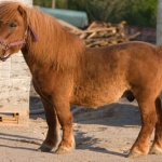 Пони се роди в зоопарка на Добрич