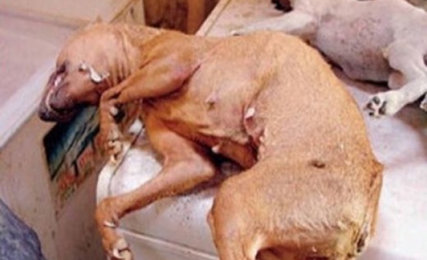 Полицай трови кучета със салам, натъпкан с игли 