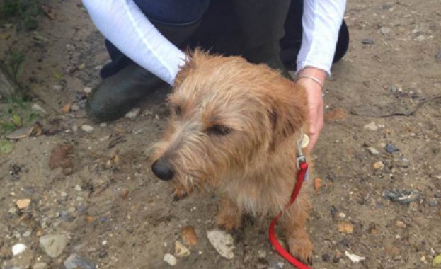 Пале оцеля след падане от 30-метрова скала 