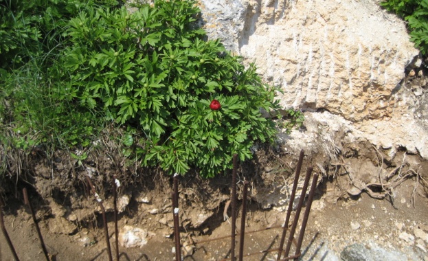 ВАС: Бетонът в Яйлата е незаконен