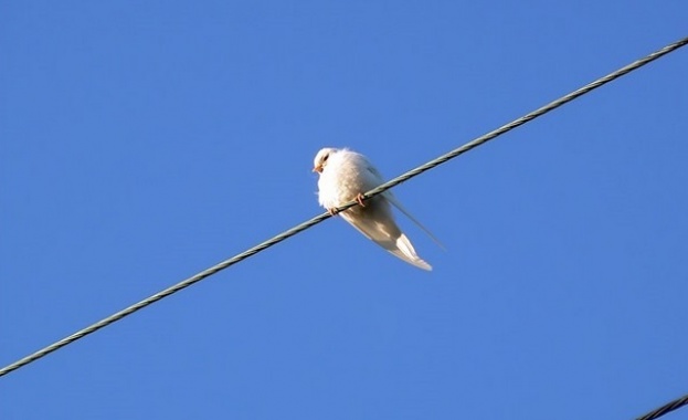 Бяла лястовица се появи в Бургас