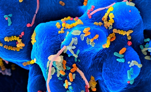 Музей на микробите отвори врати в Амстердам 