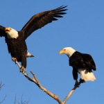 Ако можеш да си орел не се напъвай да си пръв сред гаргите