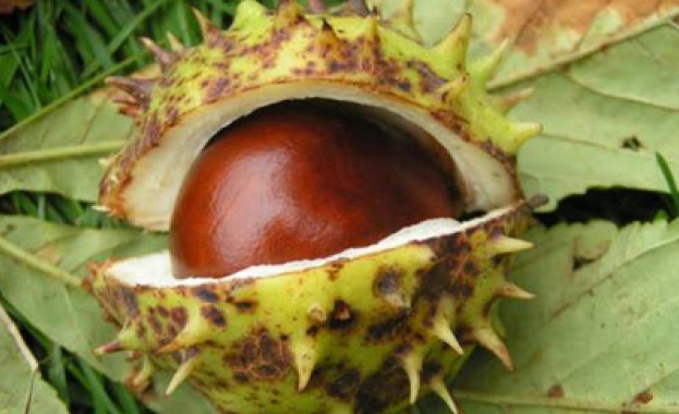 Кестените водят туристи в село Коларово