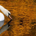 Предстоящи събития в страната за днес, 29 октомври