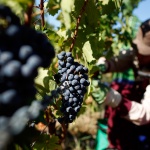 В Сунгурларе започва гроздоберът