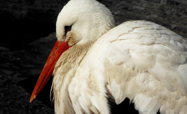 Една година условно за мъж, убил два бели щъркела