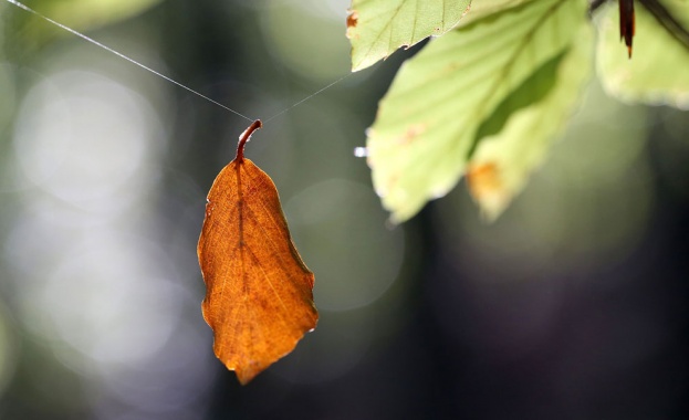 НИМХ: Максимална температура до 13°, слънце и мъгли