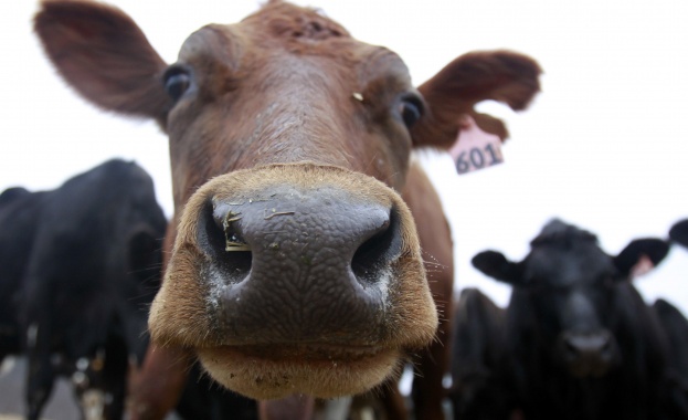 Индексът на цените на производител в селското стопанство за третото тримесечие на 2014 г. намалява с 3,6% спрямо година по-рано