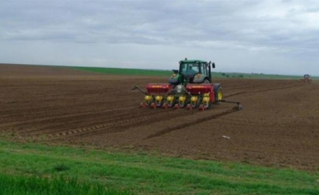 Закъснява сеитбата на пшеницата