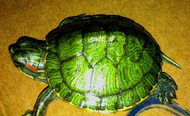 599 костенурки, забранени за внос в ЕС, задържаха на Аерогара "София"