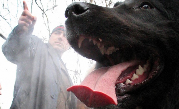 Две овчарки на Борисов на световно в Москва