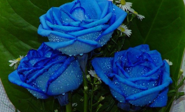 Рождениците днес 