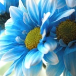 Рождениците днес 