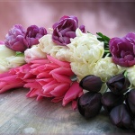 Рождениците днес 