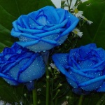 Рождениците днес 