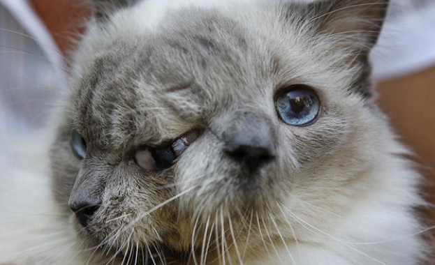 В САЩ почина най-старата котка с две муцуни