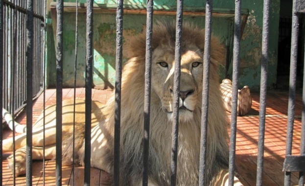 Зоопаркове заплашени от затваряне заради липса на лиценз 