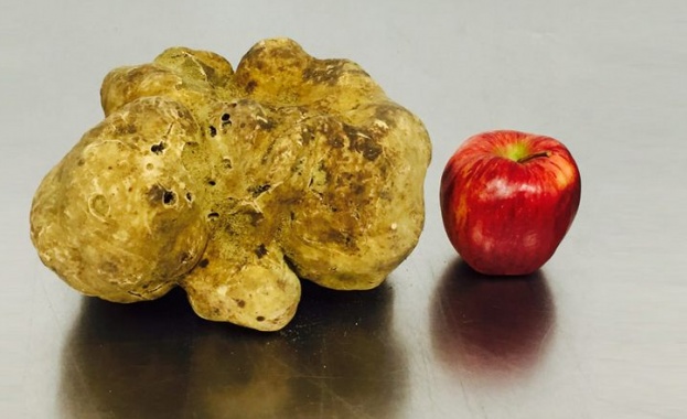 Най-големият бял трюфел в света продаден на търг за  61 250 долара