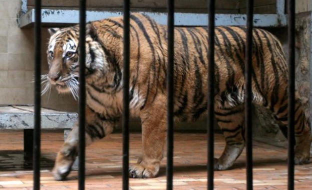 Майка с две малки деца прекарала около 15 минути в компанията на избягалия тигър