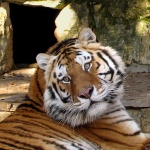 Тигрица в нюйоркски зоопарк се зарази с коронавирус