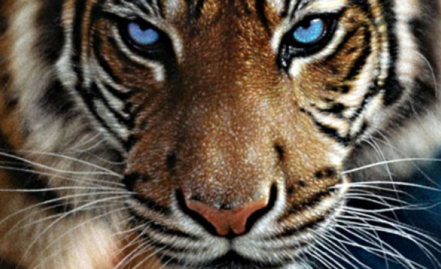 Тигърът-беглец е упоен