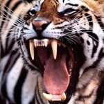 Сибирски тигър уби служителка в зоопарка в Цюрих