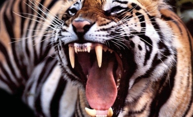 Сибирски тигър уби служителка в зоопарка в Цюрих