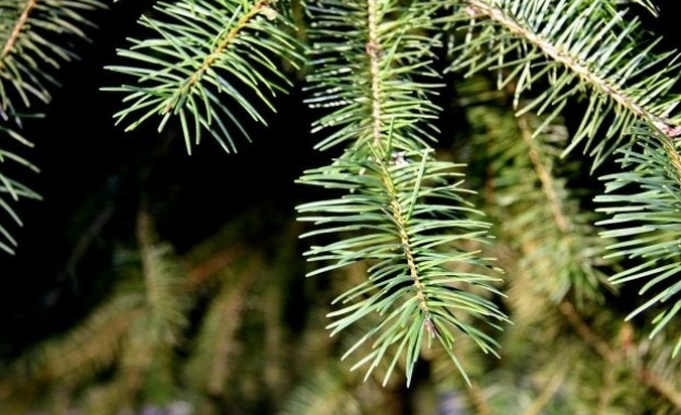 МЗХ зове: Купувайте елхи с жълта маркировка