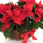 Рождениците днес 