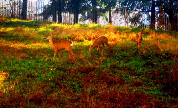 Три сърни заживяха в парка на смолянската болница 
