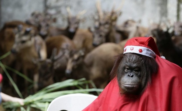 Съд гласува човешки права на маймуна