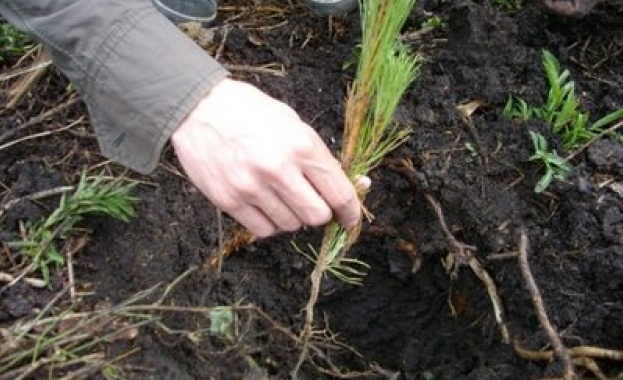 Откриха пролетния залесителен сезон на "Новата гора на София" чрез засаждане на дъбове