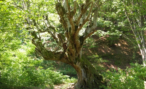 "Царството на зелениката" ще посреща туристи в Странджа