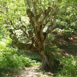 "Царството на зелениката" ще посреща туристи в Странджа