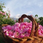 Казанлък става столица на Долина на розите