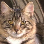 Котка стана котарак след операция